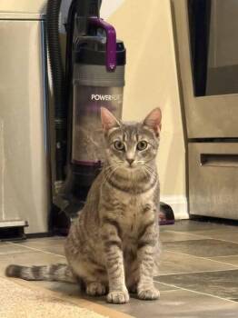 Delores -  Domestic Short Hair Cat for Adoption in Skippack, Pennsylvania - Delores | PetCurious