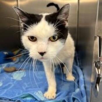 Rescue Domestic Short Hair Cats for Adoption in Berryville, Virginia - Mochi | PetCurious