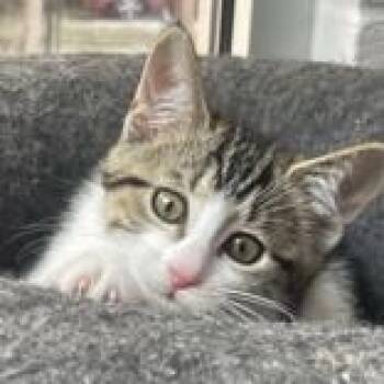 Rescue Domestic Short Hair Cats for Adoption in Portsmouth, Ohio - Antonella | PetCurious