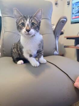 Rescue Tabby Cats for Adoption in Parlier, California - BB | PetCurious