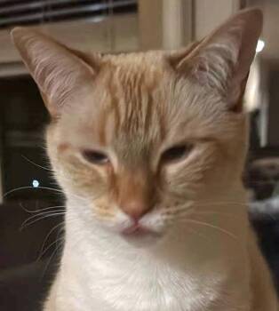 Rescue Domestic Short Hair Cats for Adoption in Salem, Oregon - Kit | PetCurious