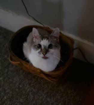 Domestic Short Hair Cats Available for Adoption - Sandy | PetCurious