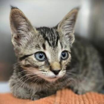 Merlin -  Domestic Short Hair Cat for Adoption in Los Angeles, California - Merlin | PetCurious