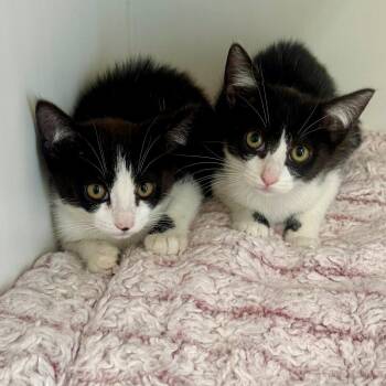 Domestic Short Hair Cats Available for Adoption in Hawthorne, California - Blue | PetCurious