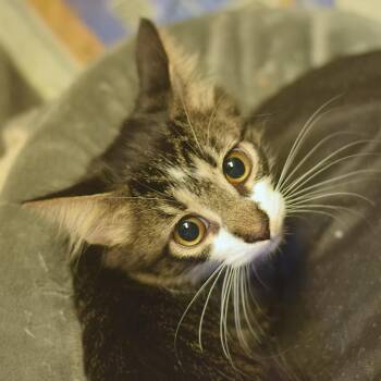 Calypso -  Domestic Short Hair Cat for Adoption in Belleville, Illinois - Calypso | PetCurious