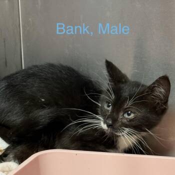 Bank -  American Shorthair Cat for Adoption in Spring Hill, Kansas - Bank | PetCurious