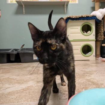 Kelpie -  Domestic Short Hair Cat for Adoption in Titusville, Florida - Kelpie | PetCurious