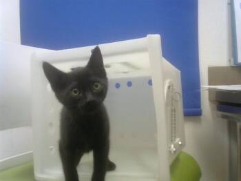 Domestic Short Hair Cats Available for Adoption - SARCASM | PetCurious