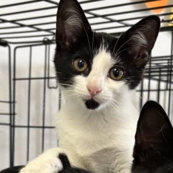 Tina -  Domestic Short Hair Cat for Adoption in Houston, Texas - Tina | PetCurious