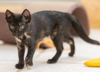 Domestic Short Hair Cats Available for Adoption in Magnolia, Texas - Dali | PetCurious
