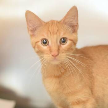 Sailor - Petsmart Belleville -  Domestic Short Hair Cat for Adoption in Belleville, Illinois - Sailor - Petsmart Belleville | PetCurious