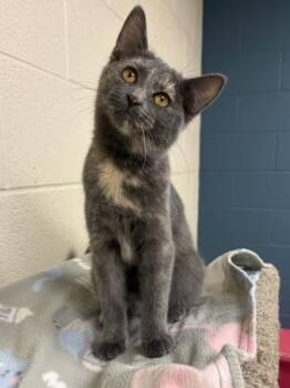 Amelia -  Domestic Short Hair Cat for Adoption in Valparaiso, Indiana - Amelia | PetCurious