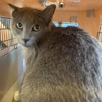 Bubbie -  Domestic Short Hair Cat for Adoption in Hawthorne, California - Bubbie | PetCurious