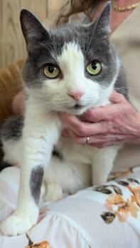 Dip -  Domestic Short Hair Cat for Adoption in Union City, New Jersey - Dip | PetCurious