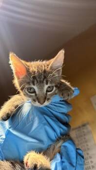 Domestic Short Hair Cats Available for Adoption in Honolulu, Hawaii - Edgar | PetCurious