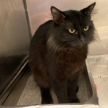 Domestic Medium Hair Cats Available for Adoption in Monroe, Louisiana - Midnight | PetCurious