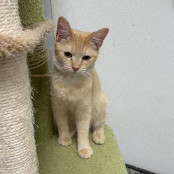 Domestic Short Hair Cats Available for Adoption in North Arlington, New Jersey - Sienna  | PetCurious