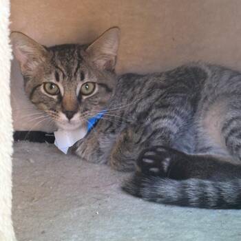 Beavis -  Domestic Short Hair Cat for Adoption in Taos, New Mexico - Beavis | PetCurious