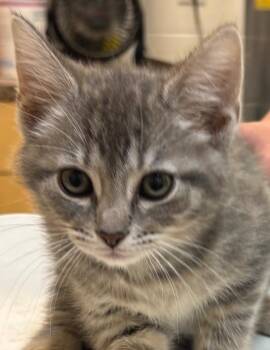 Domestic Short Hair Cats Available for Adoption in Elizabethton, Tennessee - SABLE | PetCurious