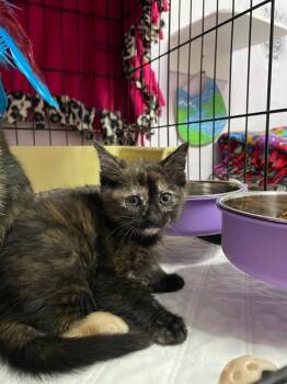 Twinkle -  Domestic Short Hair Cat for Adoption in Newaygo, Michigan - Twinkle | PetCurious