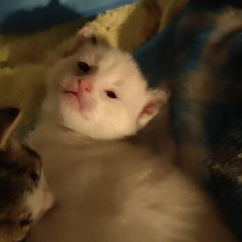Domestic Short Hair and Siamese Cats Available for Adoption in Silver Spring, Maryland - Poppy | PetCurious