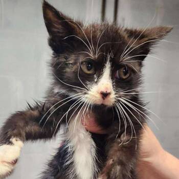 Rescue Domestic Medium Hair Cats for Adoption in Winchester, Virginia - Mya Papaya | PetCurious