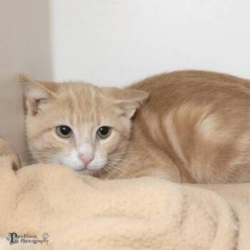 Knox -  Domestic Short Hair Cat for Adoption in Maryville, Tennessee - Knox | PetCurious
