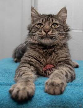 Mr. Meowgi -  Domestic Long Hair Cat for Adoption in Creston, Iowa - Mr. Meowgi | PetCurious