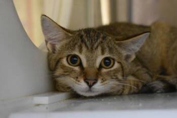 Sunny Minnie -  Domestic Short Hair Cat for Adoption in Kansas City, Missouri - Sunny Minnie | PetCurious