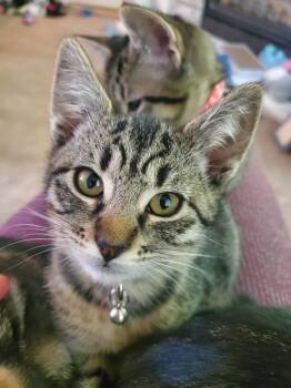 Pickles -  Domestic Short Hair Cat for Adoption in Rochester, Washington - Pickles | PetCurious