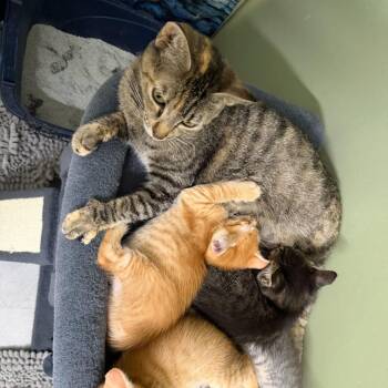 Fiona -  Domestic Short Hair Cat Available for Adoption in Valdosta, Georgia - Fiona | PetCurious