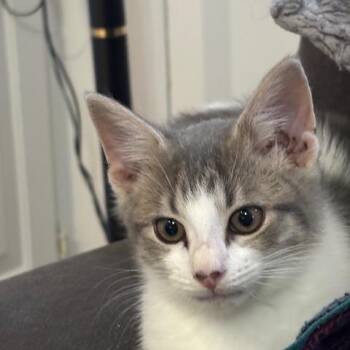 Rescue Domestic Short Hair Cats for Adoption in Richmond, Virginia - Dante | PetCurious