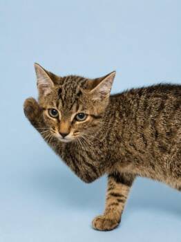 Honey Bunny Kitten -  Domestic Short Hair Cat for Adoption in Wauchula, Florida - Honey Bunny Kitten | PetCurious