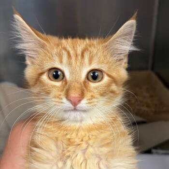 Felix Jr. -  Domestic Medium Hair Cat for Adoption in Newark, New Jersey - Felix Jr. | PetCurious
