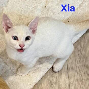 Domestic Short Hair Cats Available for Adoption in Eagle Mountain, Utah - Xia Silverman | PetCurious