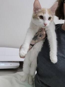 Lady Bug -  Domestic Medium Hair Cat for Adoption in Sacramento, California - Lady Bug | PetCurious