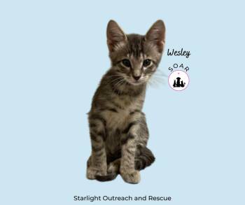 Domestic Short Hair Cats Available for Adoption in Alvin, Texas - Wesley | PetCurious