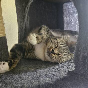 Serena -  Domestic Short Hair Cat for Adoption in Portland, Oregon - Serena | PetCurious