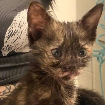 Mars -  Domestic Short Hair Cat for Adoption in Trophy Club, Texas - Mars | PetCurious