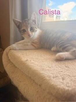Domestic Short Hair Cats Available for Adoption in Ruskin, Florida - Calista | PetCurious