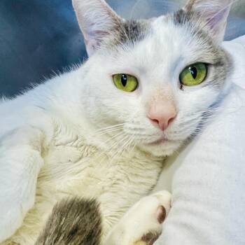 Fred 2026 -  Domestic Short Hair Cat for Adoption - Fred 2026 | PetCurious