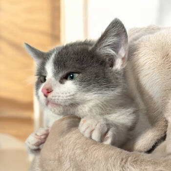 Rescue Domestic Short Hair Cats for Adoption in Grantsville, Utah - Dallas | PetCurious