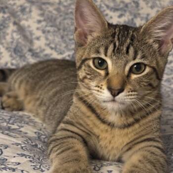 River and Rua -  Domestic Short Hair Cat for Adoption in Hopkinton, Massachusetts - River And Rua | PetCurious