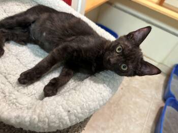 Connor -  Domestic Short Hair Cat for Adoption in Lodi, California - Connor | PetCurious