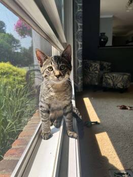 Rescue Domestic Short Hair Cats for Adoption in Burton, Michigan - Dennis | PetCurious