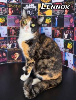 Lennox -  Domestic Medium Hair and Domestic Short Hair Cat for Adoption in Morton Grove, Illinois - Lennox | PetCurious