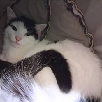 Domestic Short Hair Cats Available for Adoption in Middlebury, Vermont - Jupiter | PetCurious