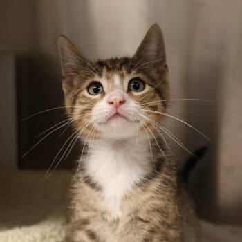 Porsche -  Domestic Short Hair Cat for Adoption in Briarcliff Manor, New York - Porsche | PetCurious
