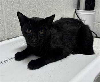 STERLING -  Domestic Short Hair Cat for Adoption - STERLING | PetCurious