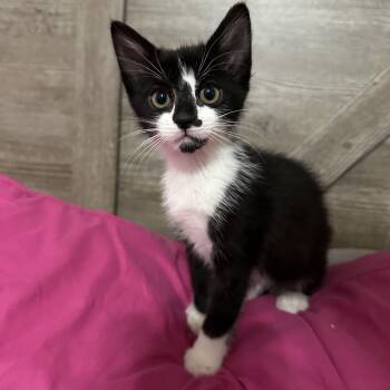 Domestic Short Hair Cats Available for Adoption in San Tan Valley, Arizona - Jett | PetCurious